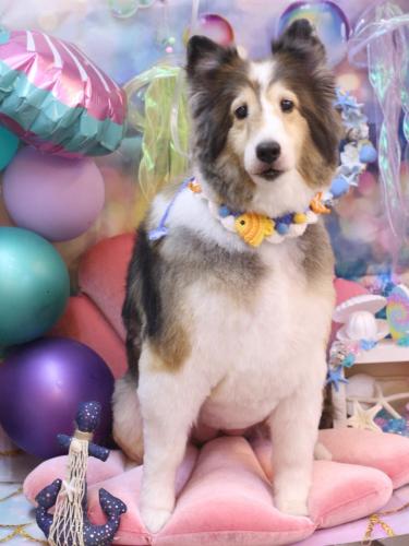 20240820ショコラちゃん